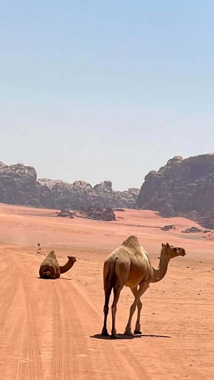 Enad desert camp Wadi Rum Eksteriør bilde